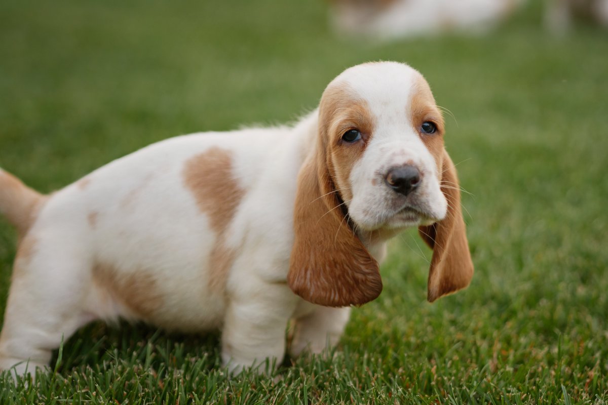 法國巴吉度獵犬圖片