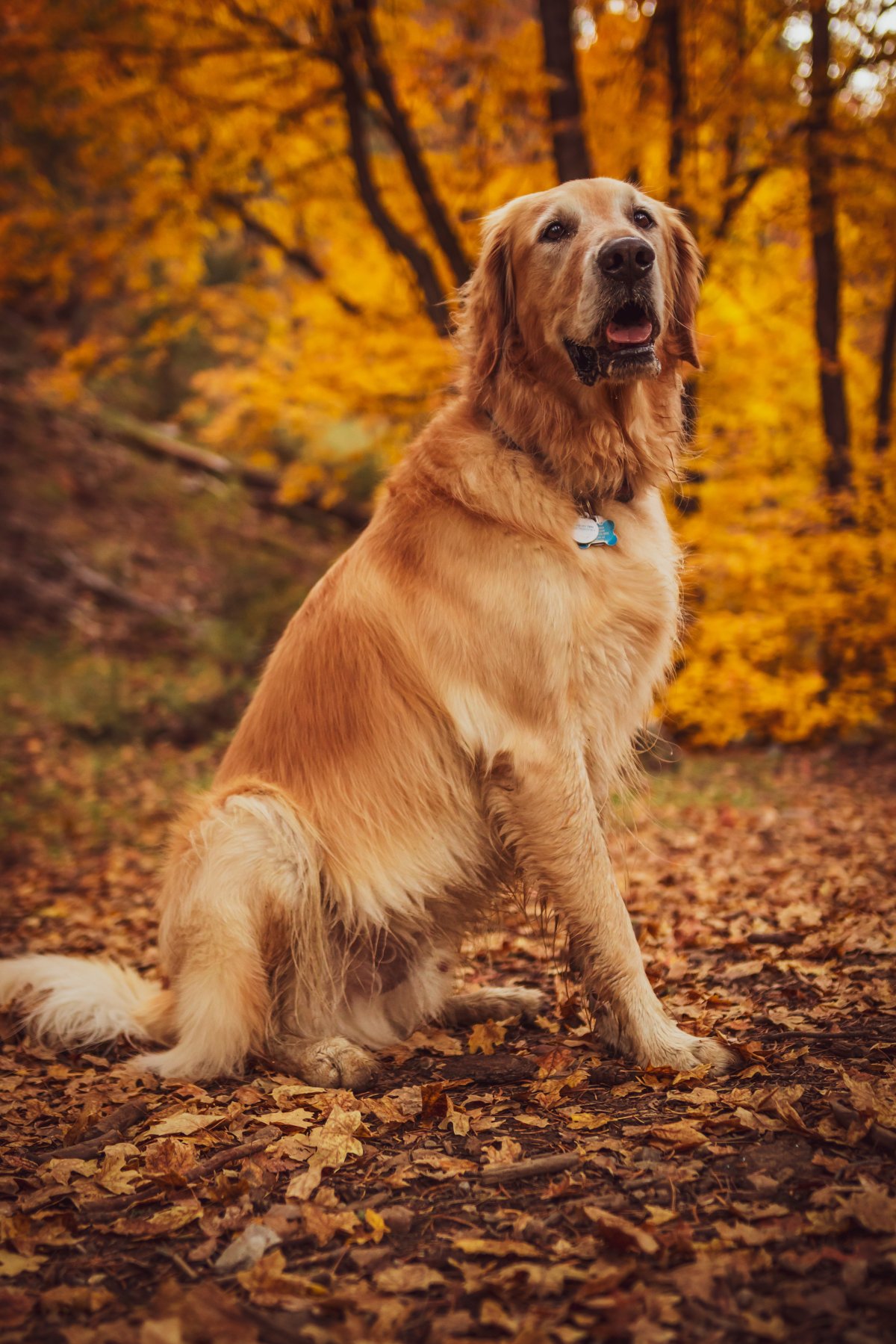 纯种美系金毛犬图片欣赏