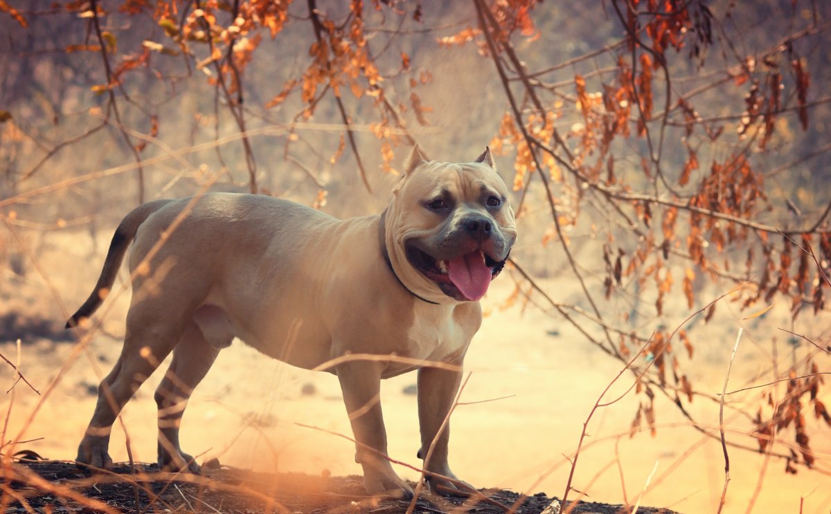 純比特犬圖片