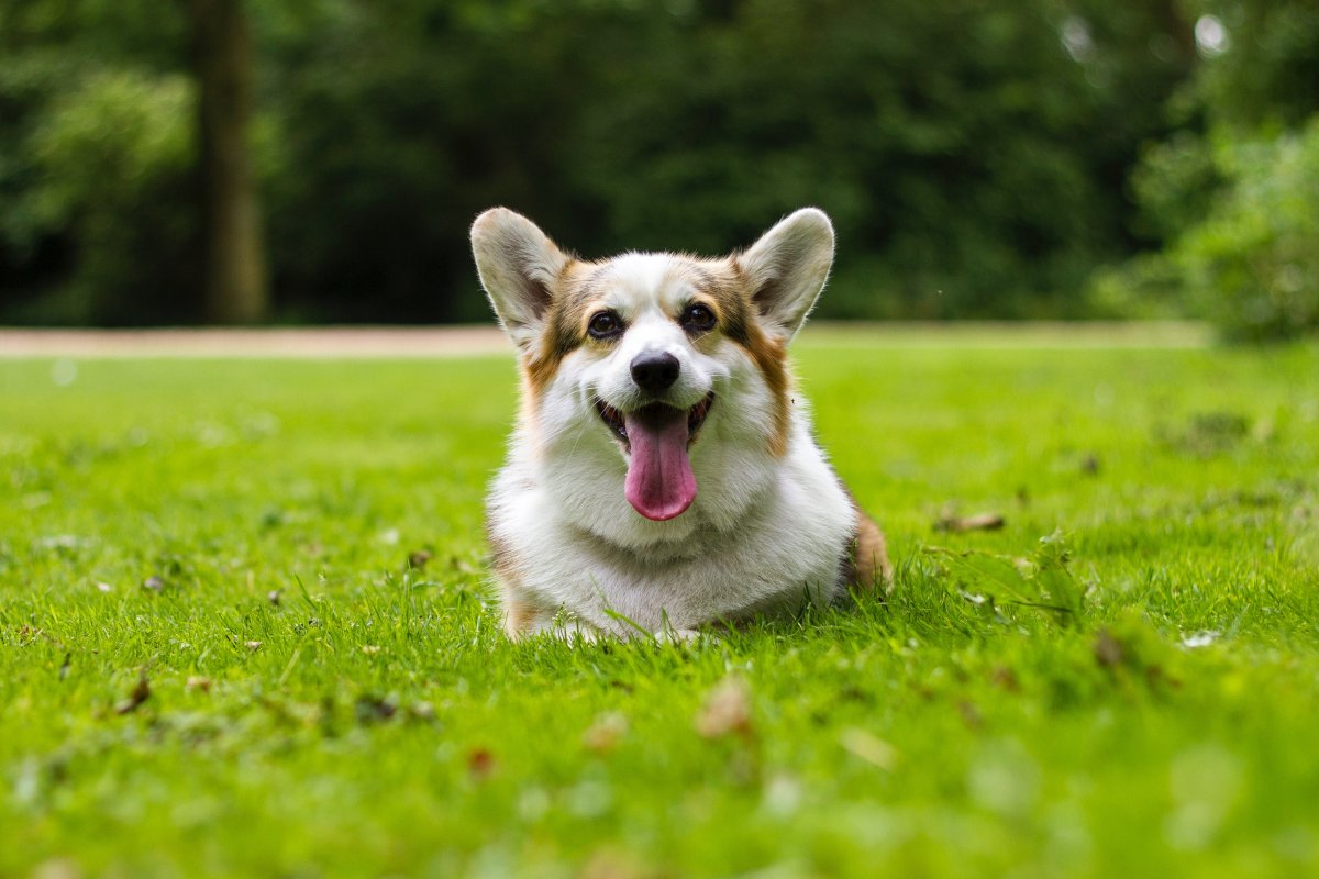 簡介:一組精美的草坪上的柯基犬圖片,坪上,柯基,圖片,標籤:柯基犬寵物