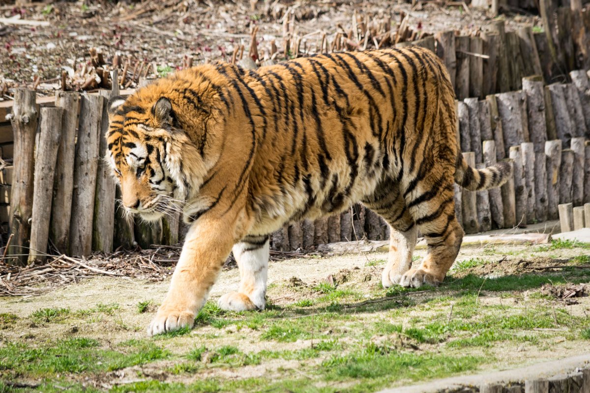 動物園大老虎圖片,高清圖片