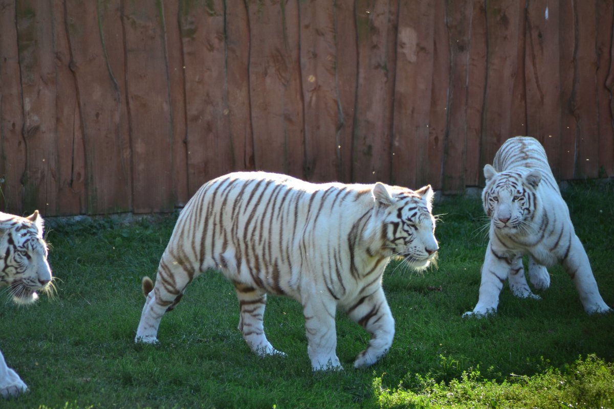 動物園白虎觀賞圖片