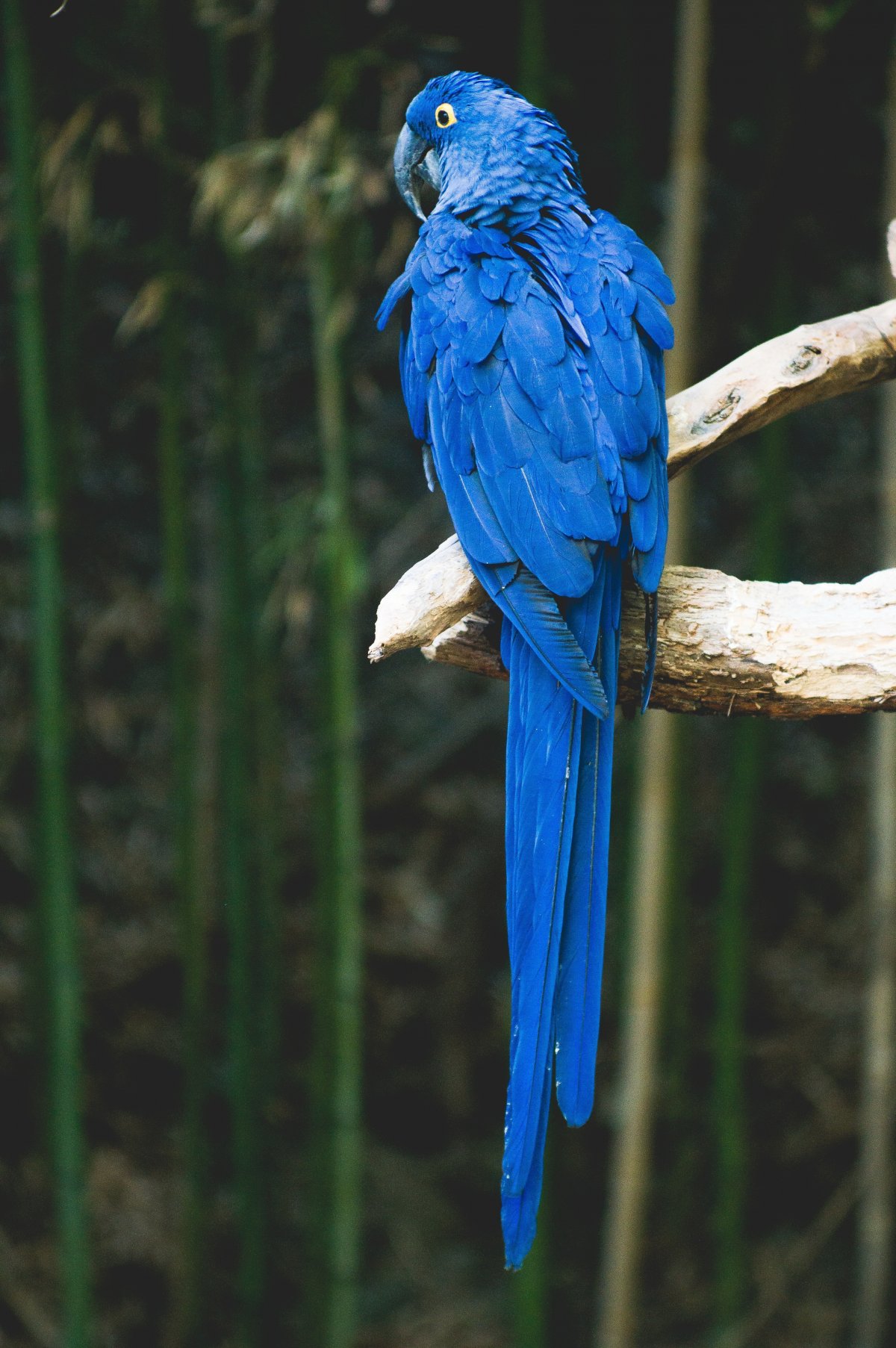 蓝化凯克鹦鹉图片
