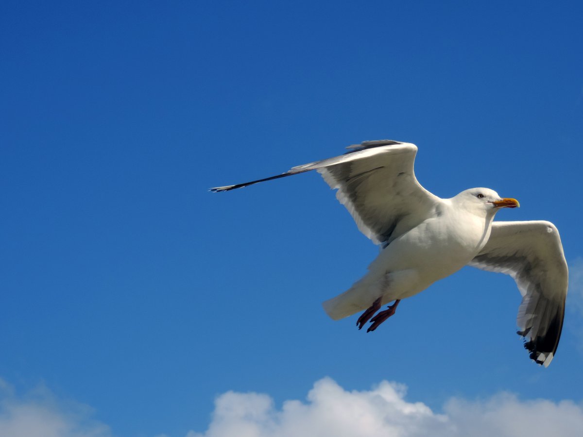 天空中飞翔的海鸥图片,高清图片