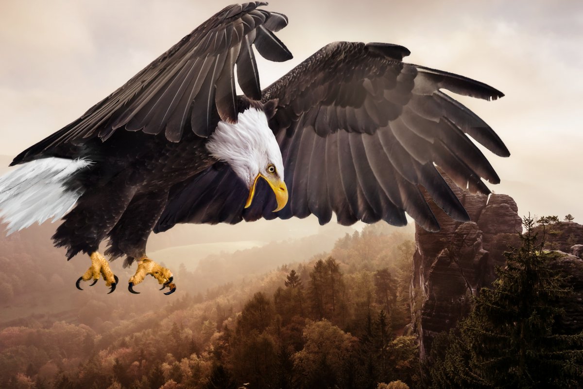 世界最霸气的雄鹰壁纸图片
