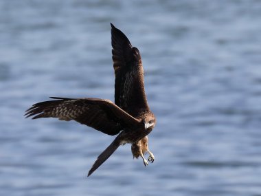 大全]翱翔飞鹰高清图片[图片大全]展翅翱翔老鹰图片[图片大全]飞越