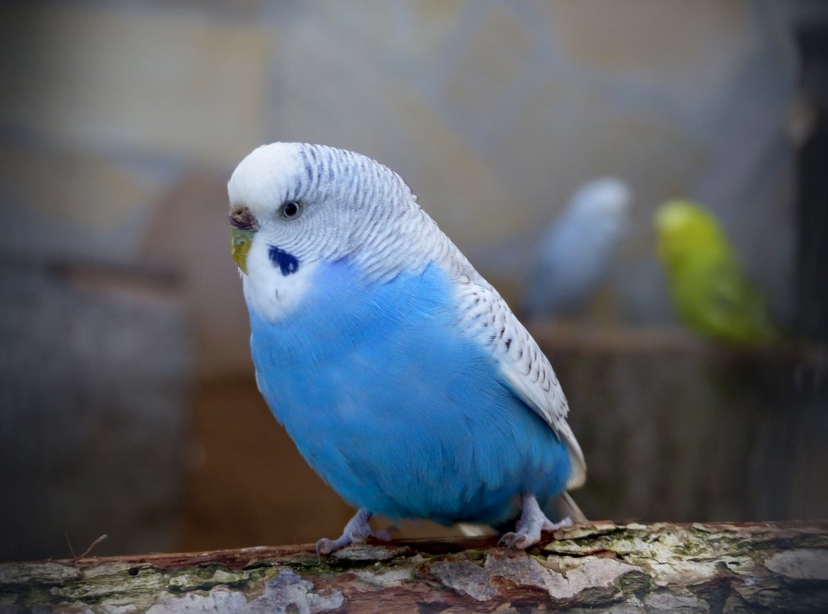漂亮蓝色鸟图片图片,高清图片