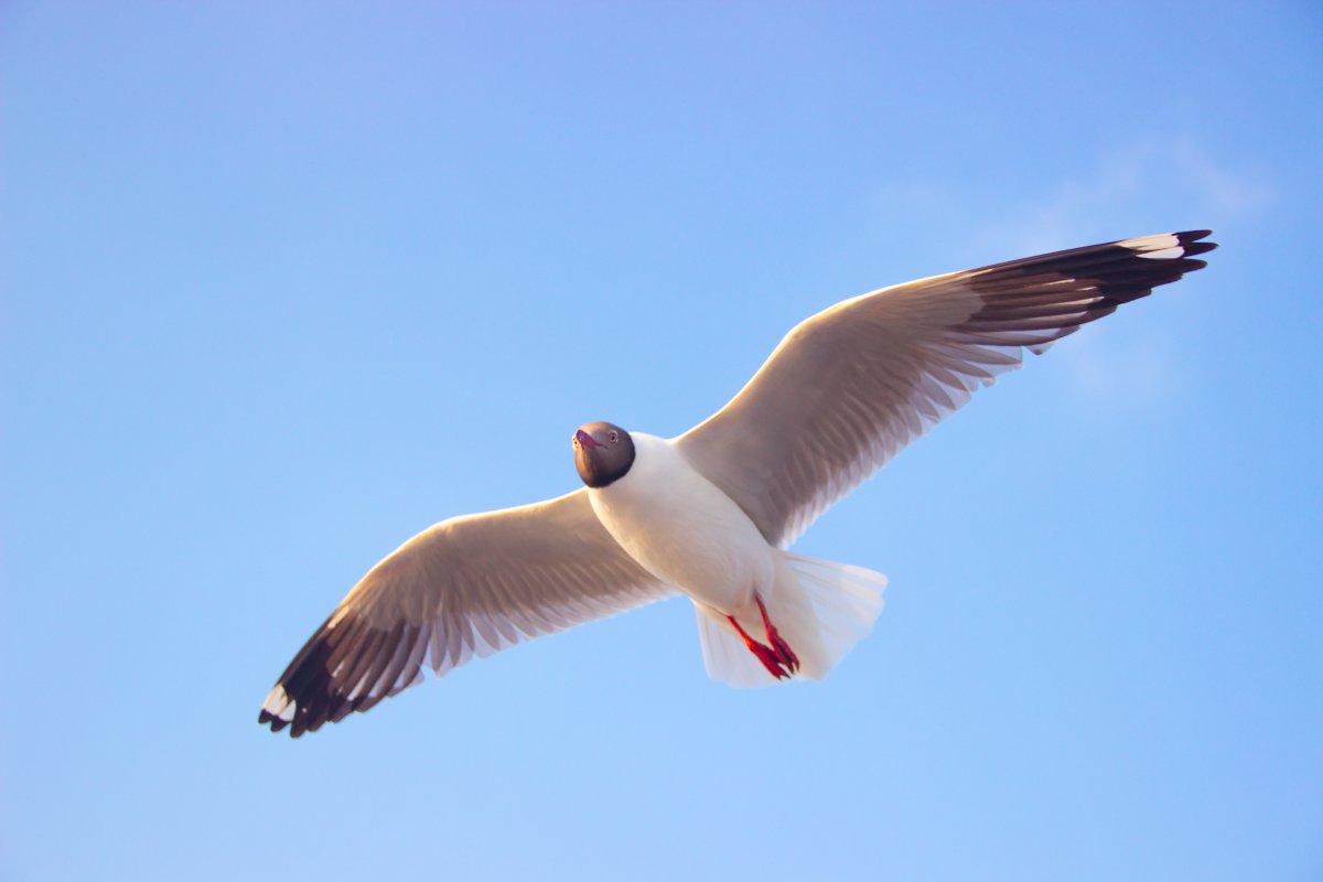 飞行的海鸥图片,高清图片