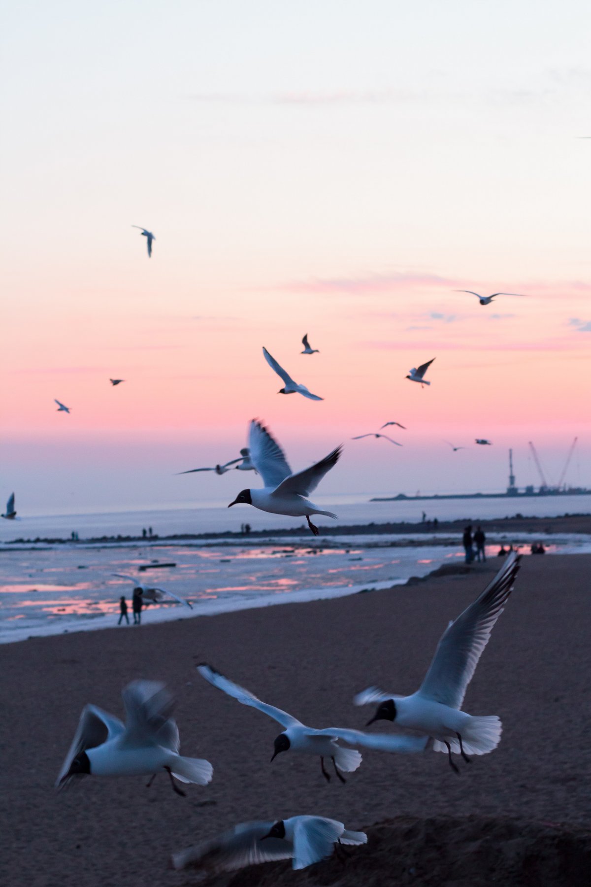 沙滩上海鸥飞翔图片,高清图片