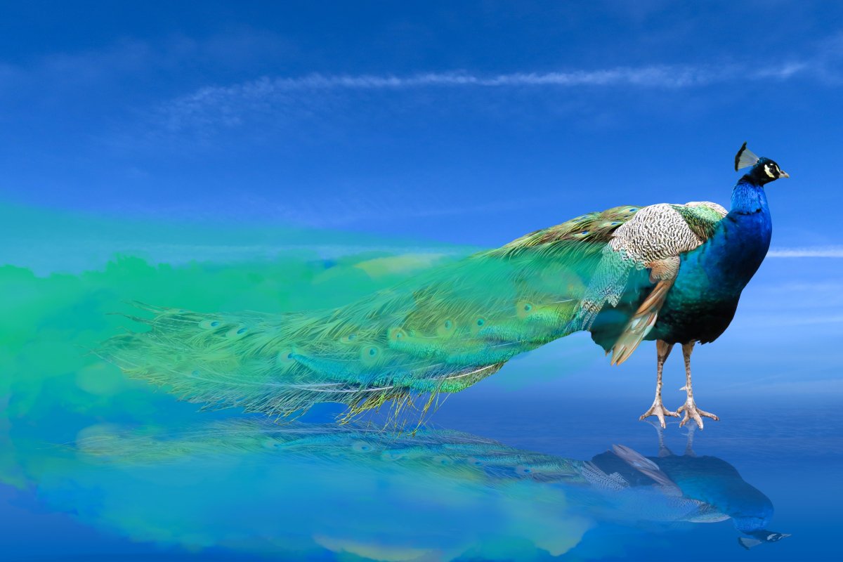 蓝孔雀的真实身份图片图片