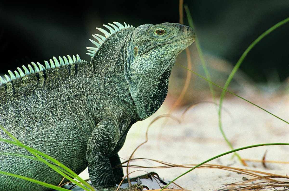 一只蜥蜴侧面近景图片