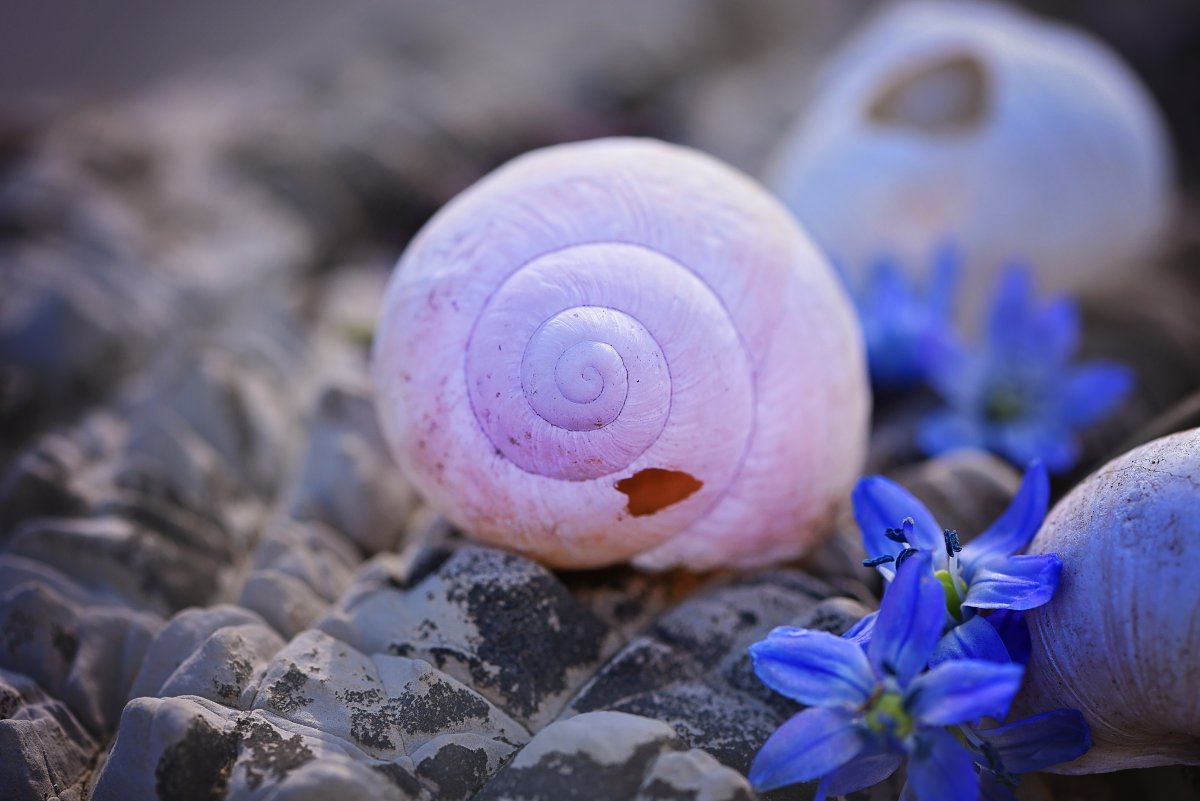 蜗牛壳 小时候图片