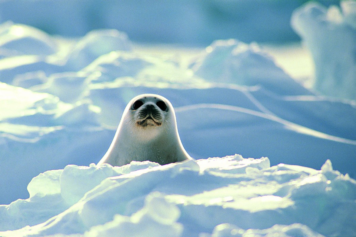 雪地小海獅圖片