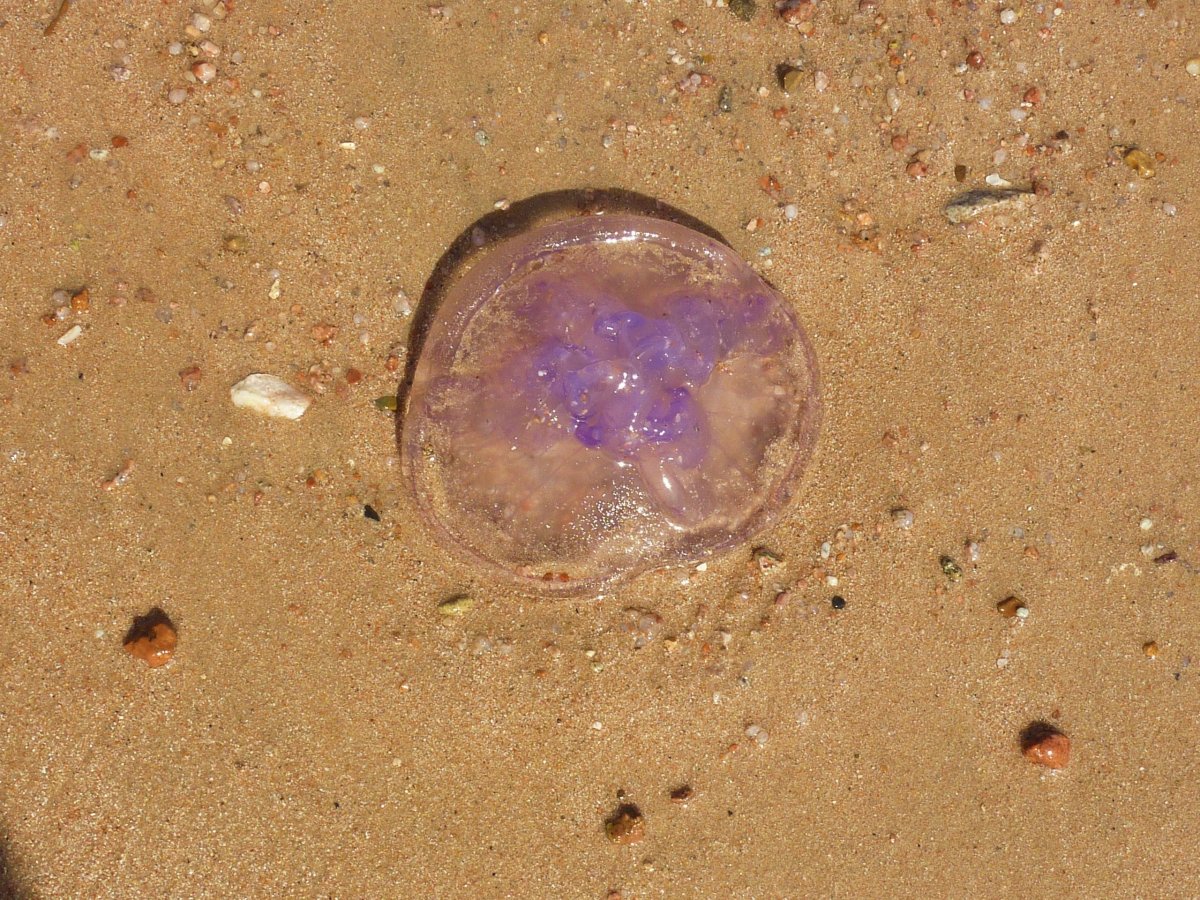 海灘桃花水母圖片