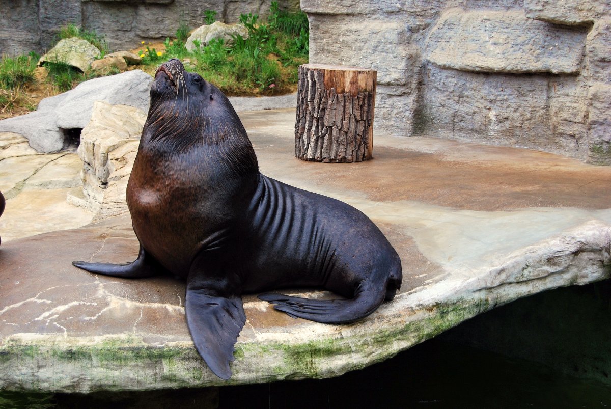 海獅動物特寫圖片