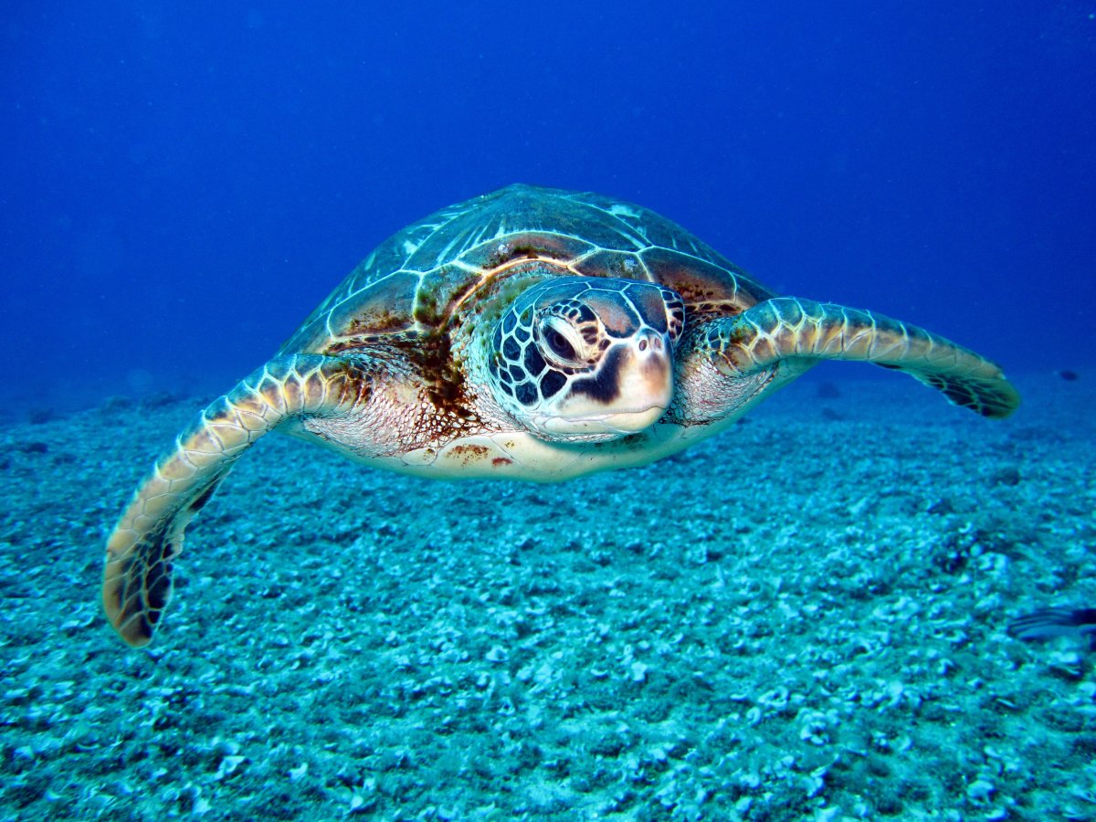 海洋海底海龜圖片,高清圖片