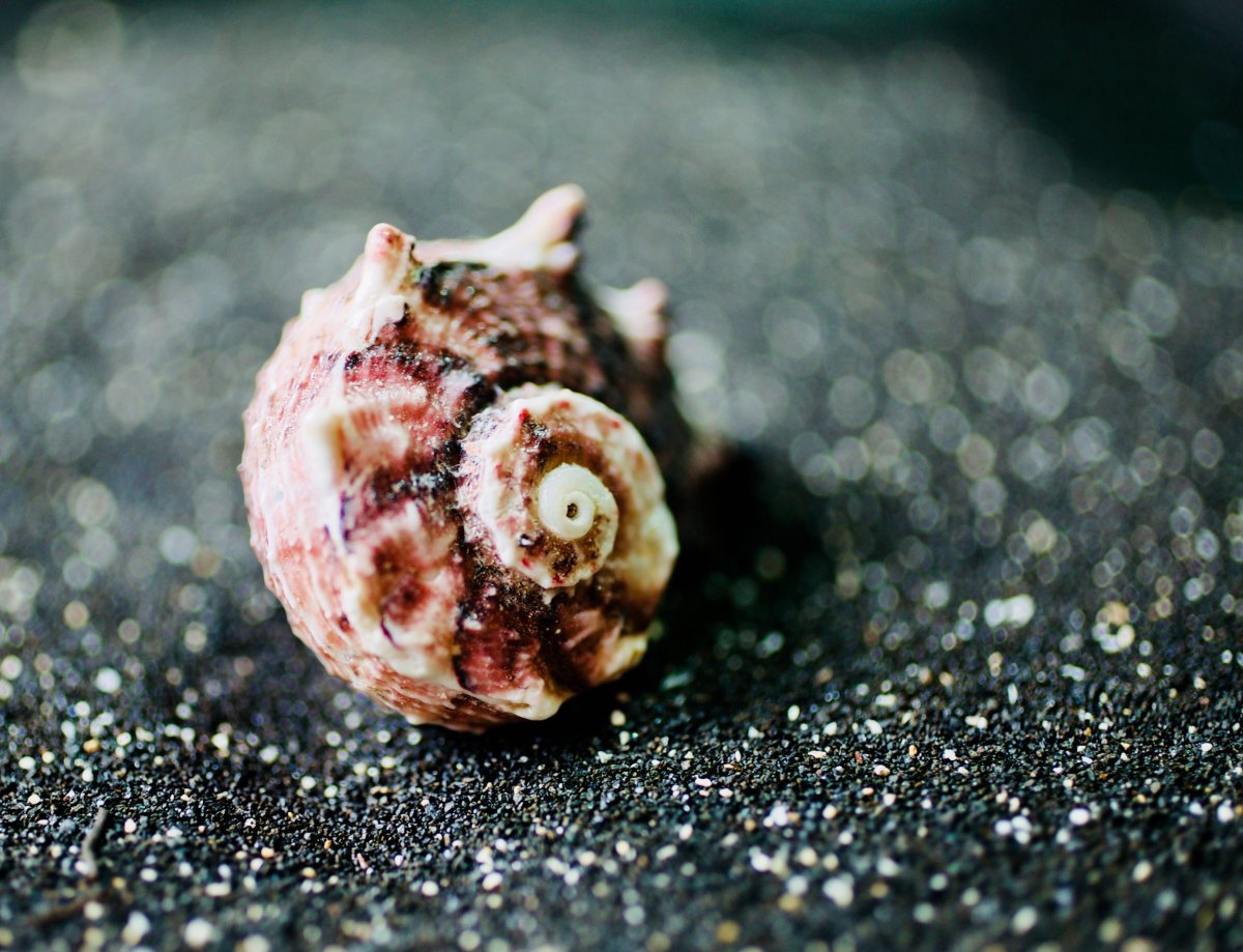 漂亮海螺壳图片,高清图片