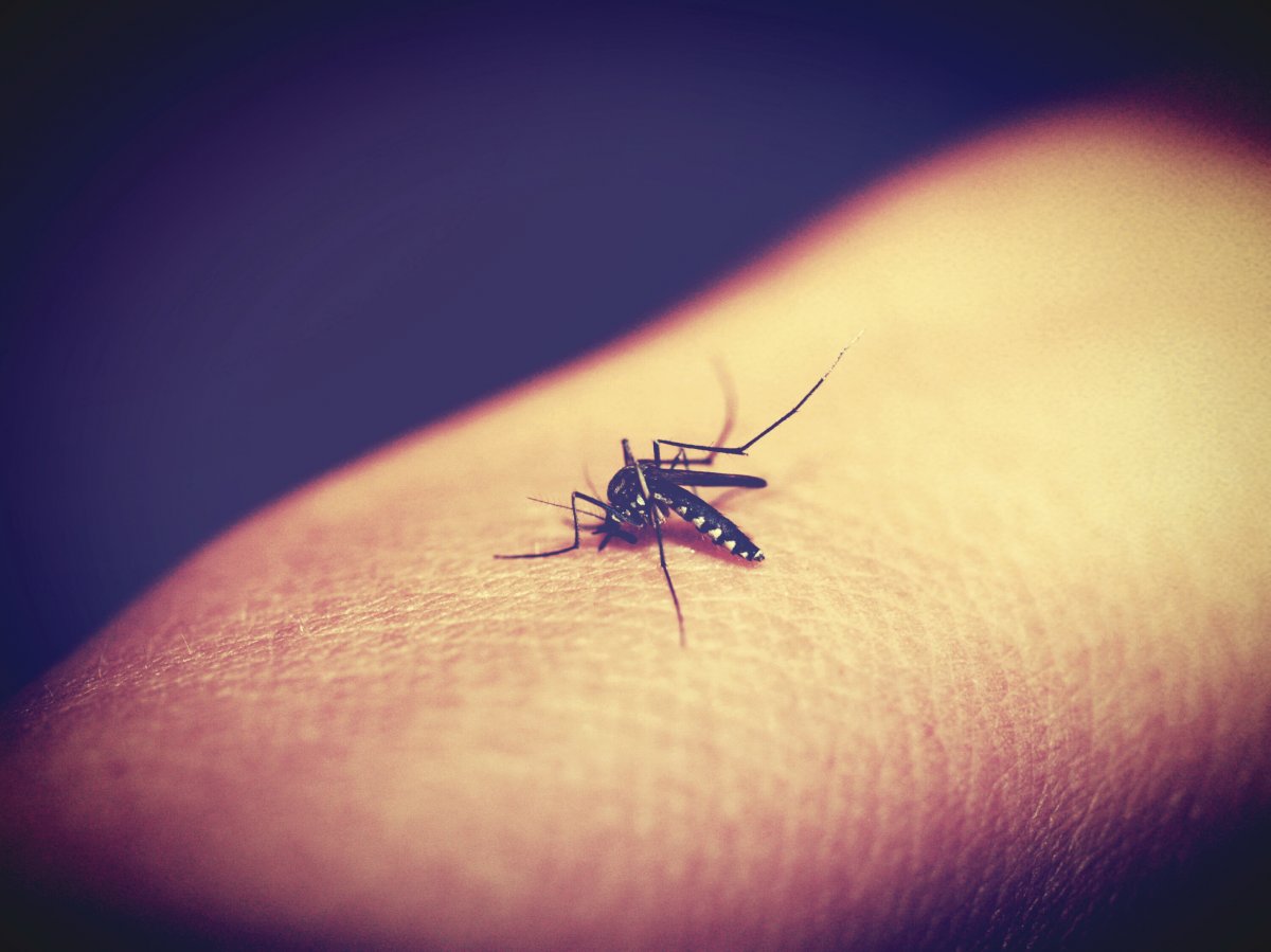 有毒的蚊子图片