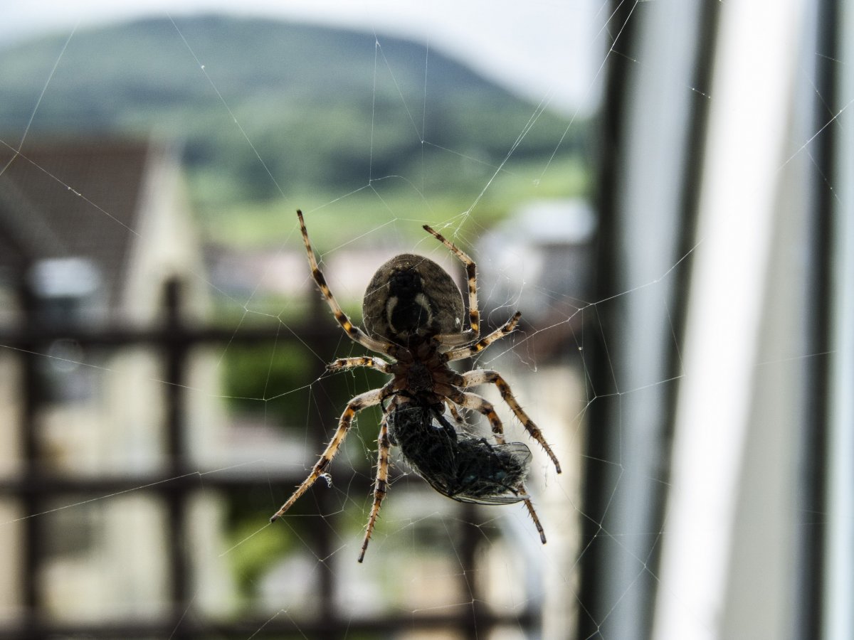 蜘蛛捕食瞬間圖片