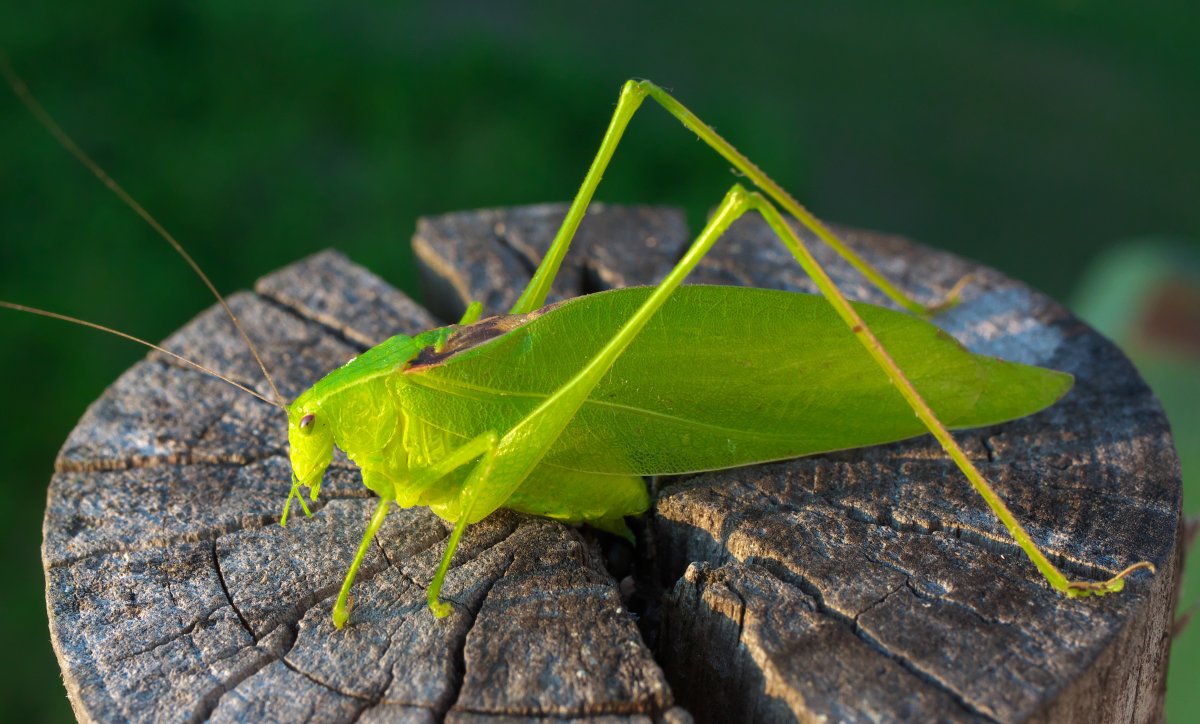 绿色巨型大蝗虫图片