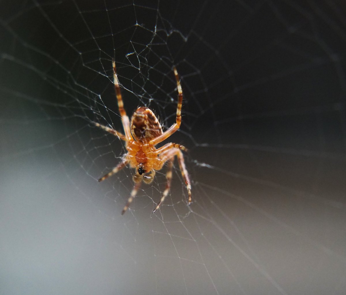 蜘蛛为什么会吐丝图片