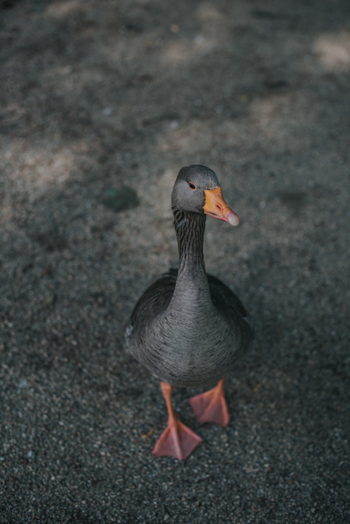 黑色麻鸭子图片