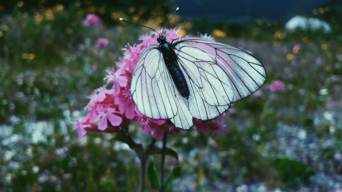 美丽白蝴蝶图片
