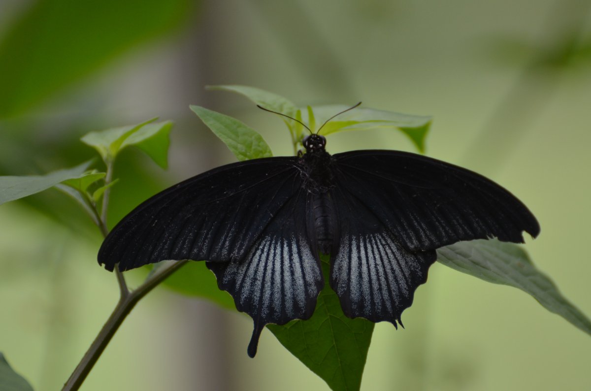 黑蝴蝶品种图片