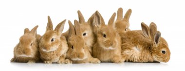 一排小兔子图片下载