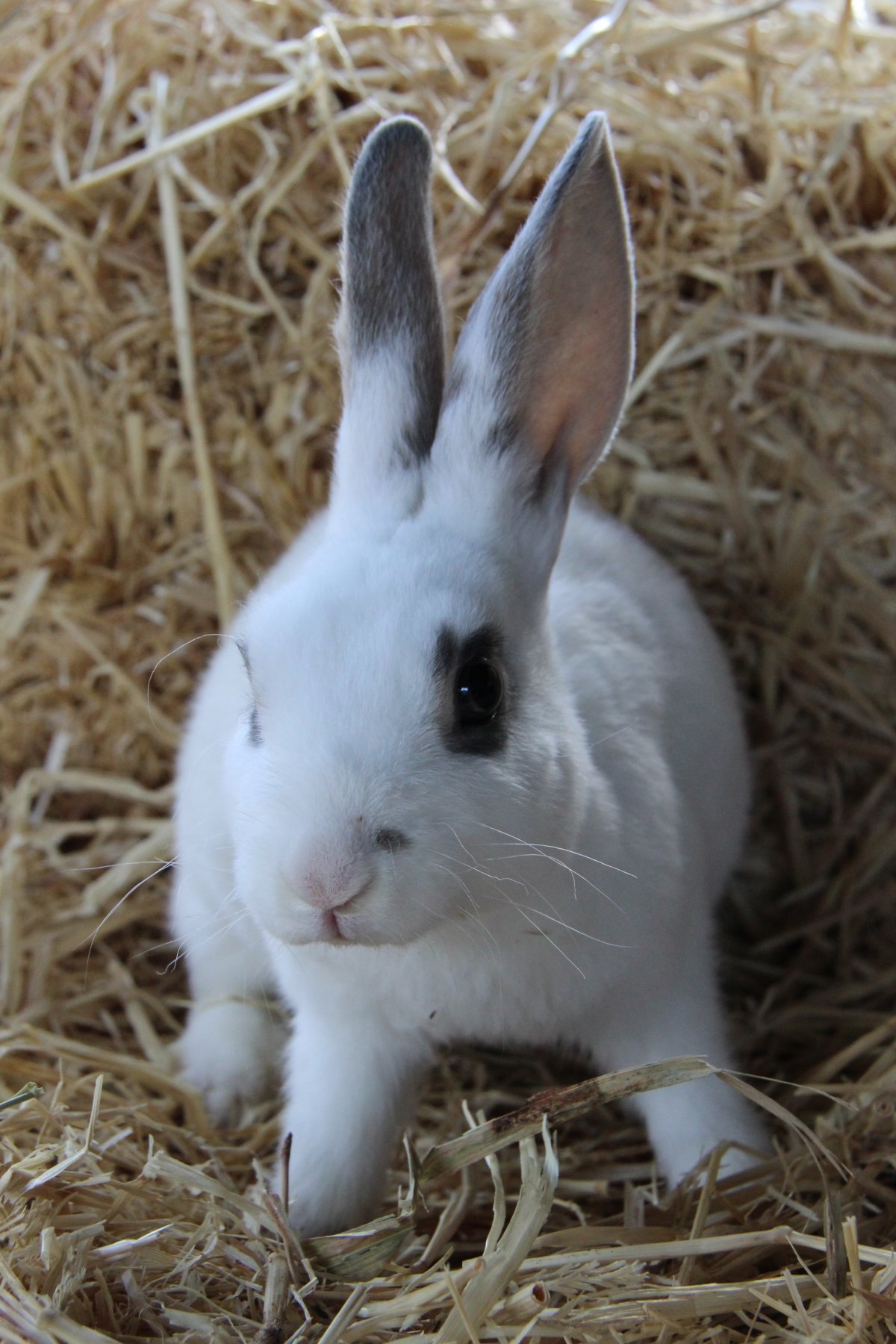 可爱的小白兔很可爱图片