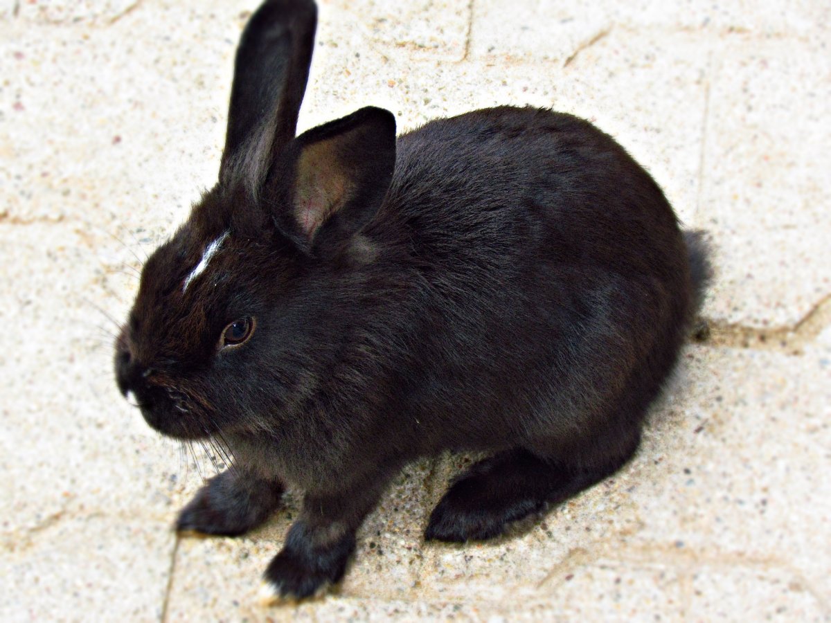 兔子拉一大坨黑色粑粑图片