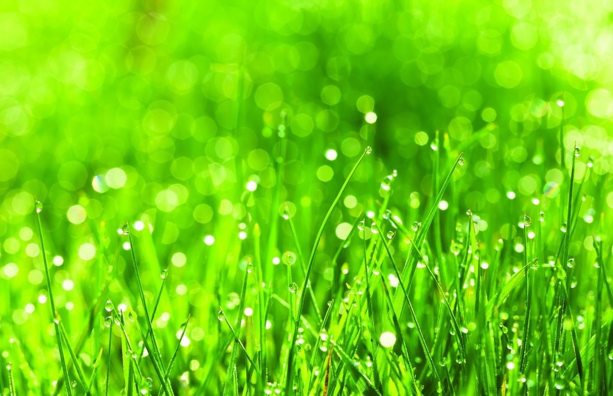 绿草露珠背景图片下载