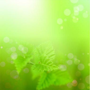 高清淡绿色背景图片