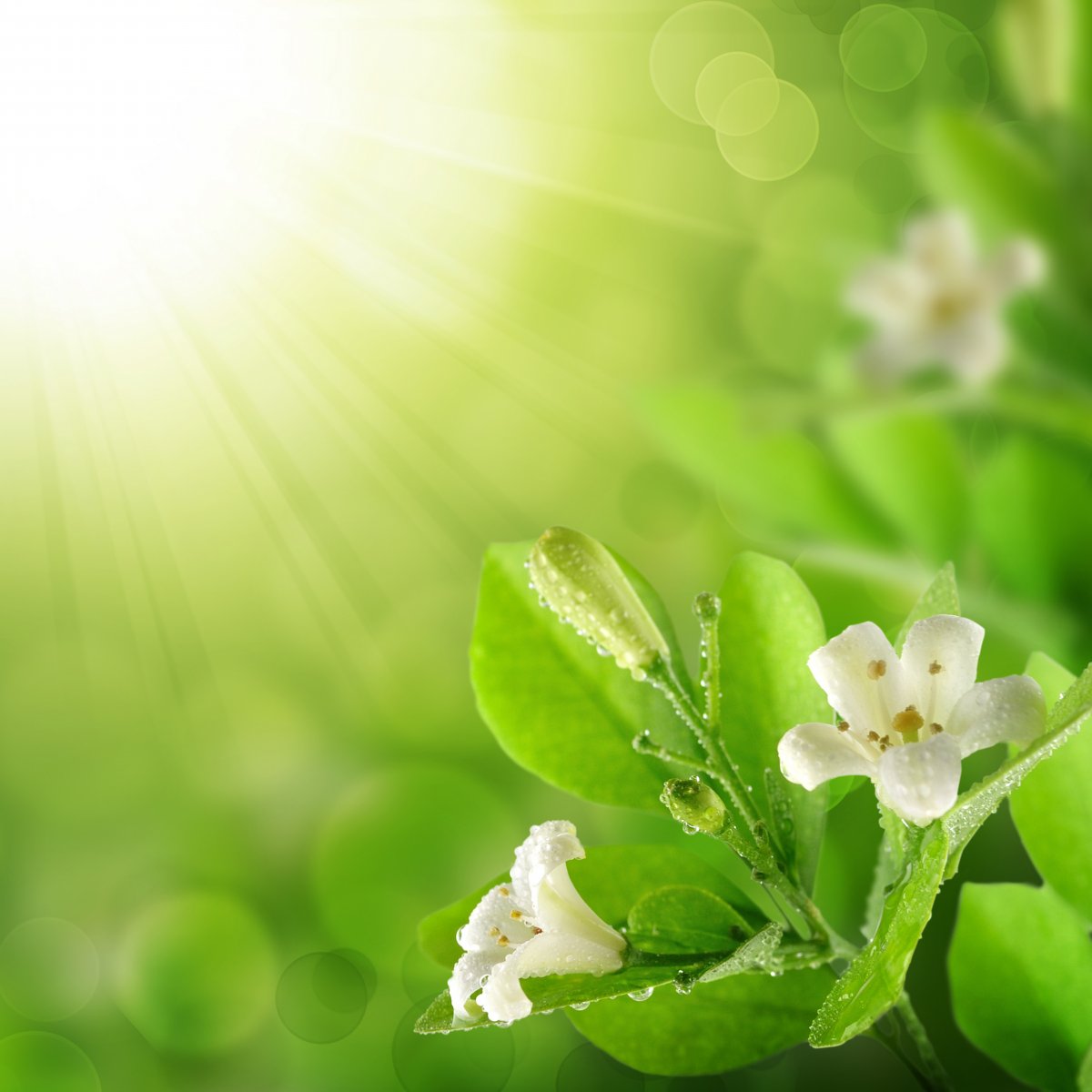 绿色背景鲜花图片下载