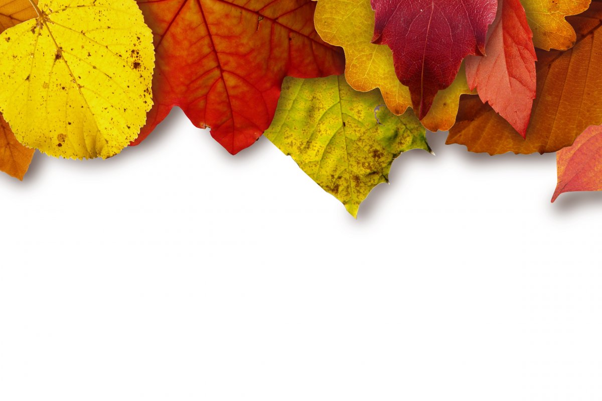 秋叶背景图片 高清图片