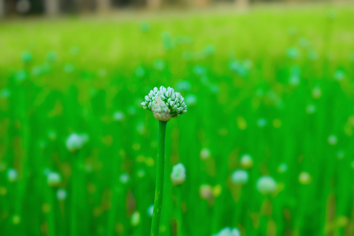 绿色桌面植物背景图片