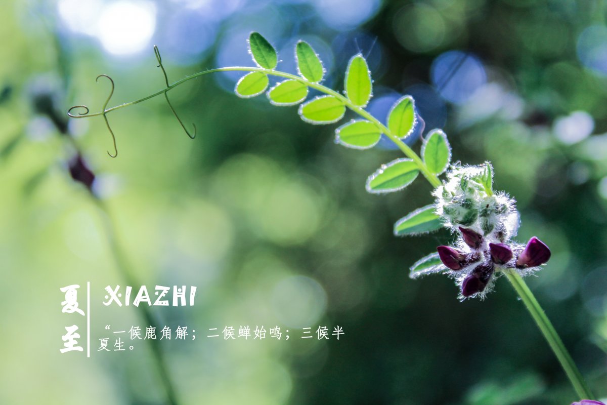 电脑桌面夏至壁纸图片,高清图片