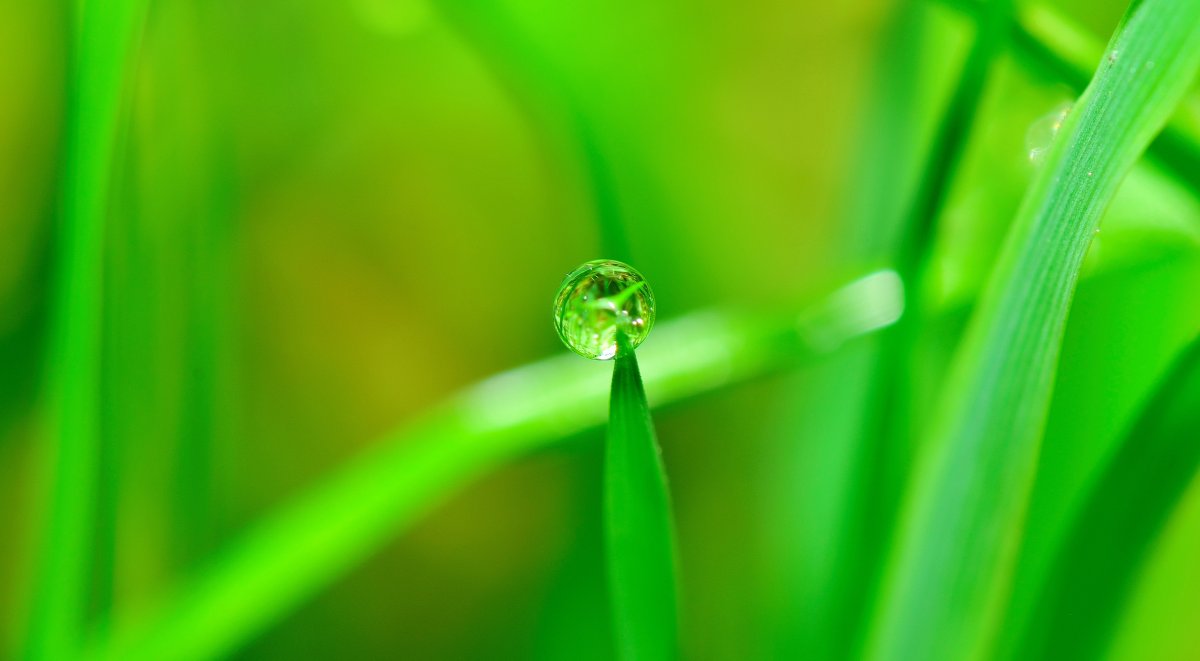 綠色植物護眼壁紙圖片