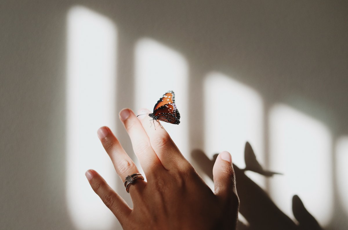 蝴蝶停在手上的图片图片