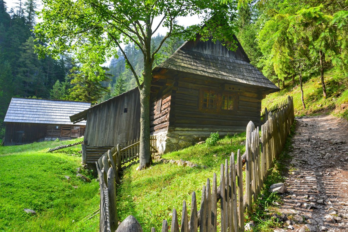 樹林木房子風景圖片