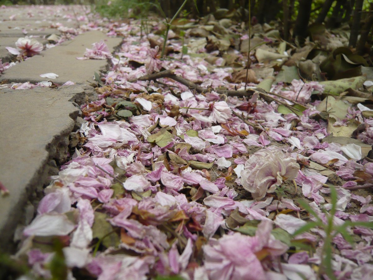 伤感风景花草图片