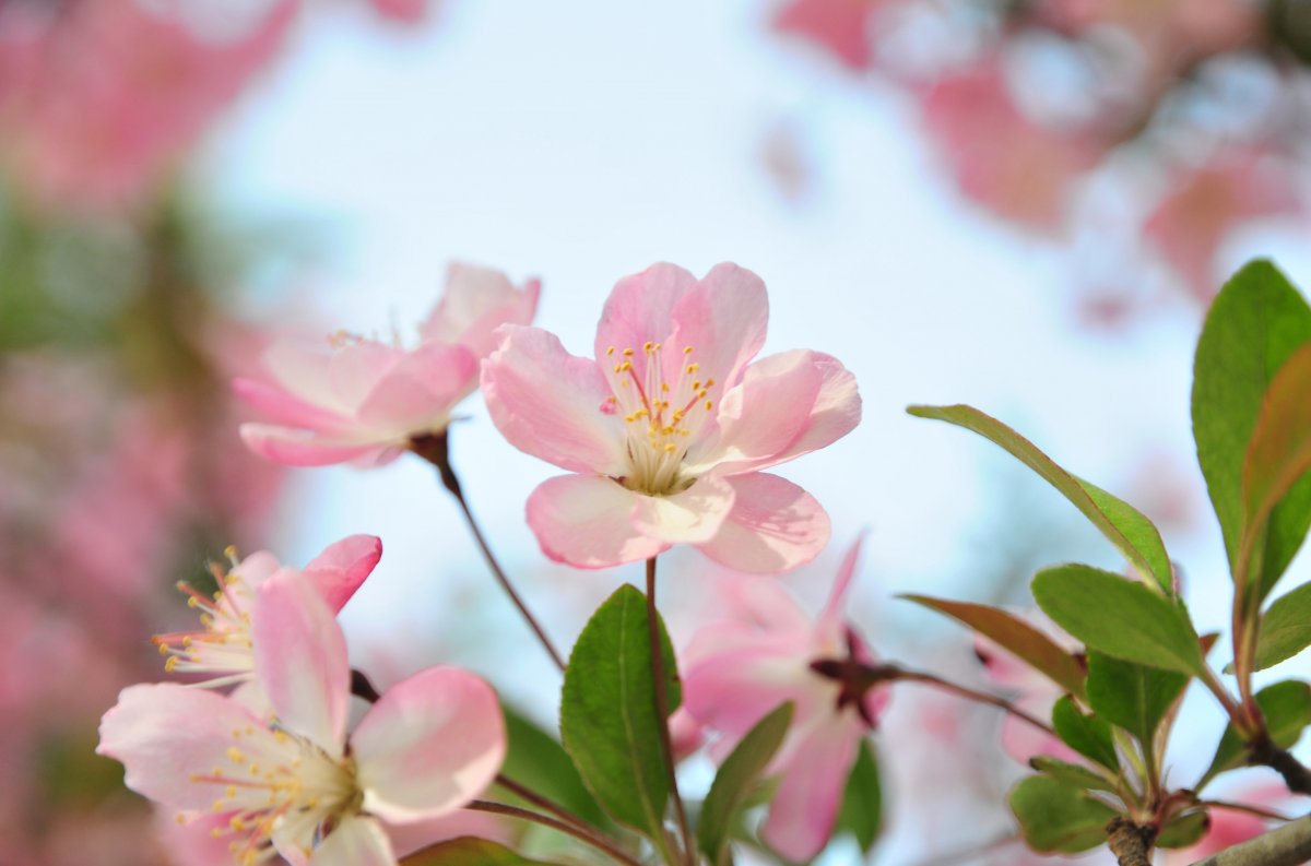 草本海棠花图片欣赏图片