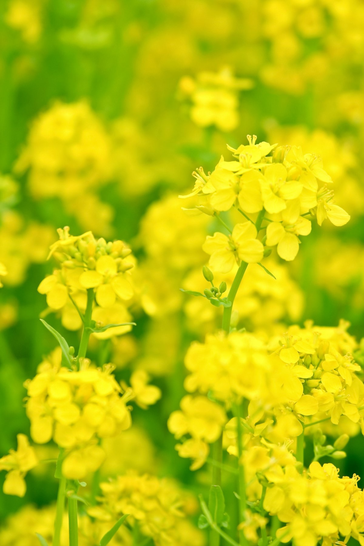 油菜花高清图真实图片