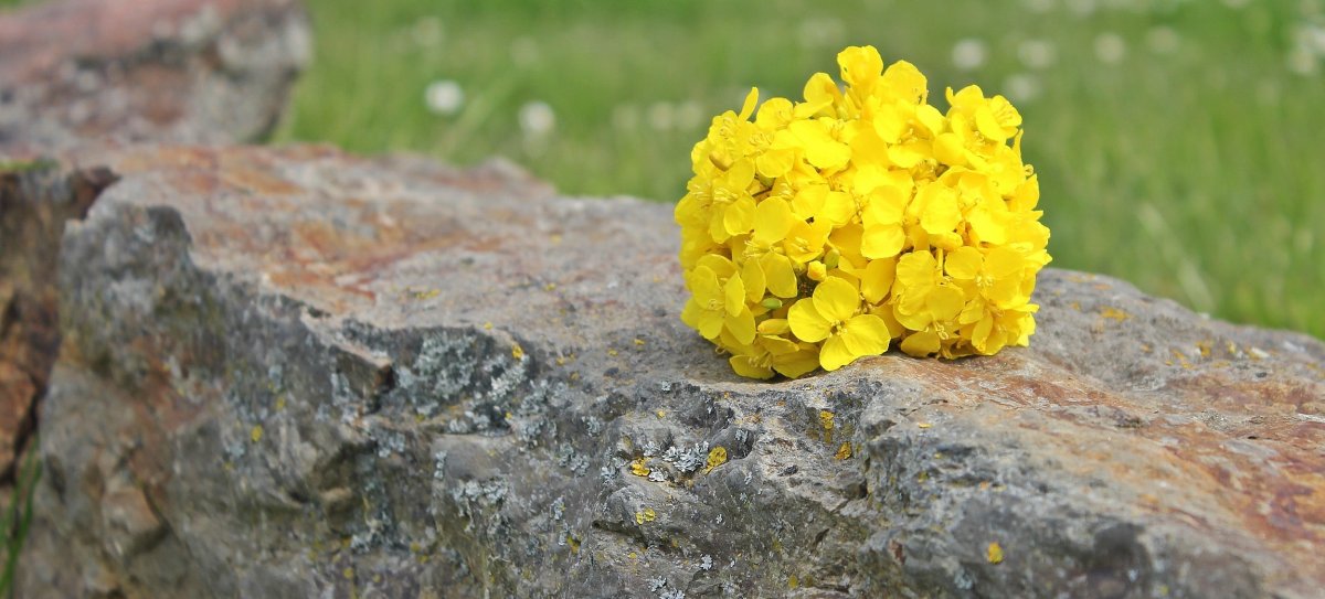 一束野生油菜花图片