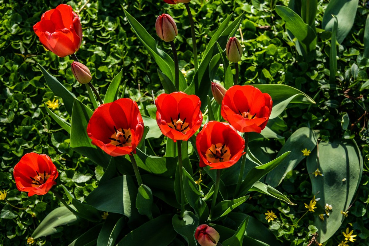 紅色鬱金香花朵圖片