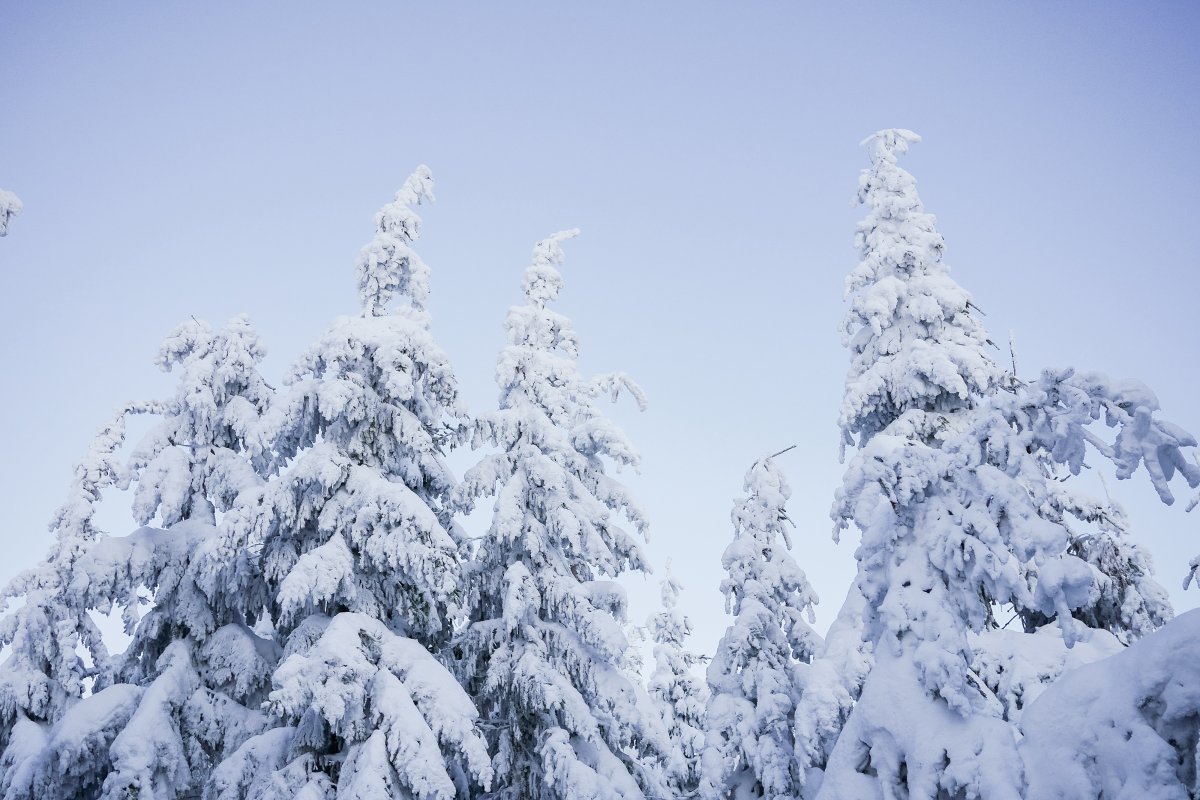 雪樹圖片