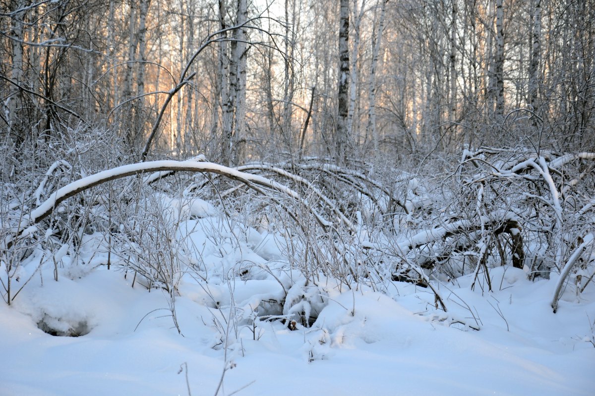 冬季森林樹木雪景圖片,高清圖片