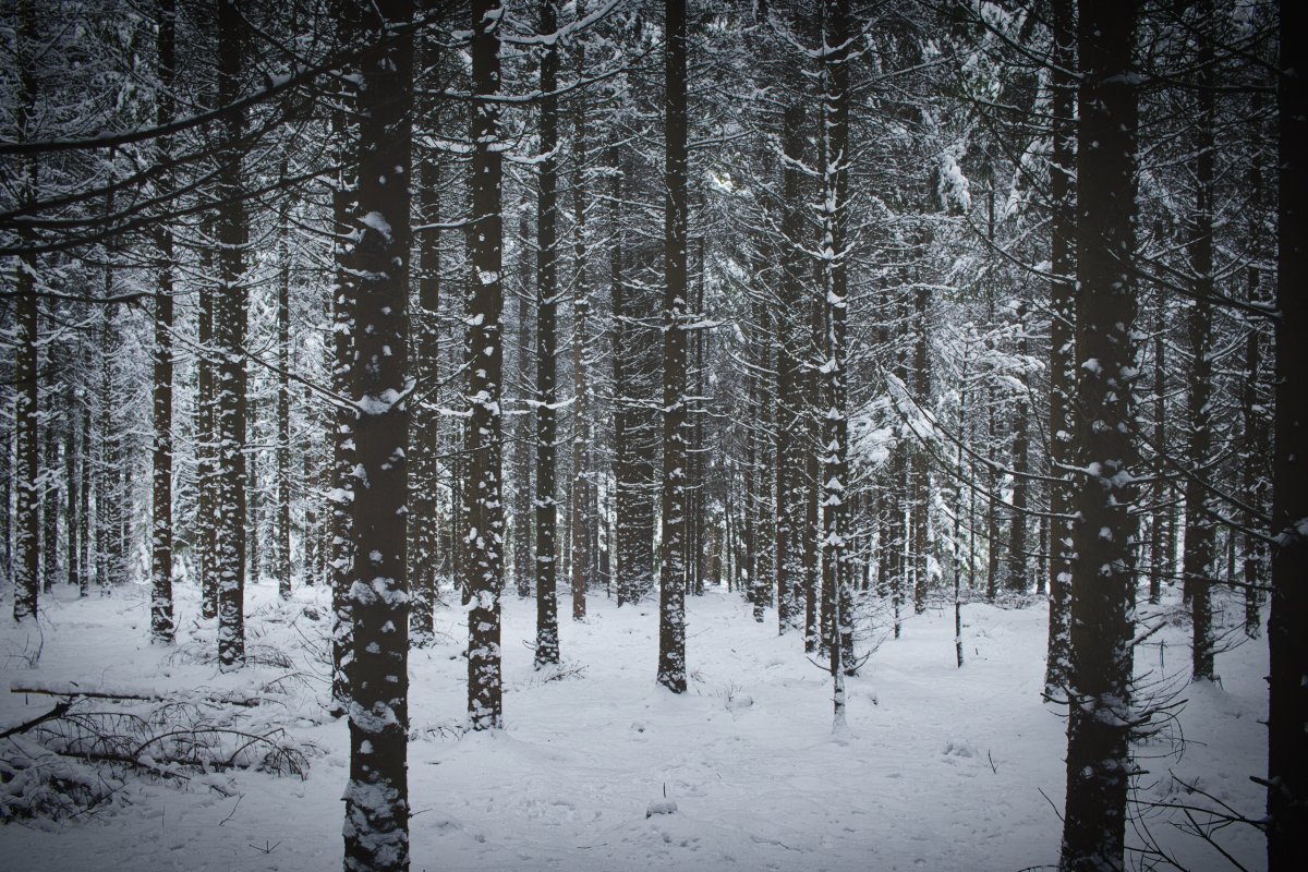 树林雪景图片大全图片