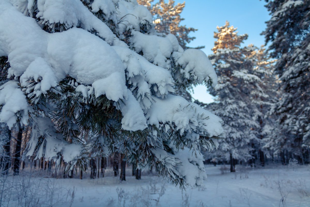 冬季森林雪松雪景圖片