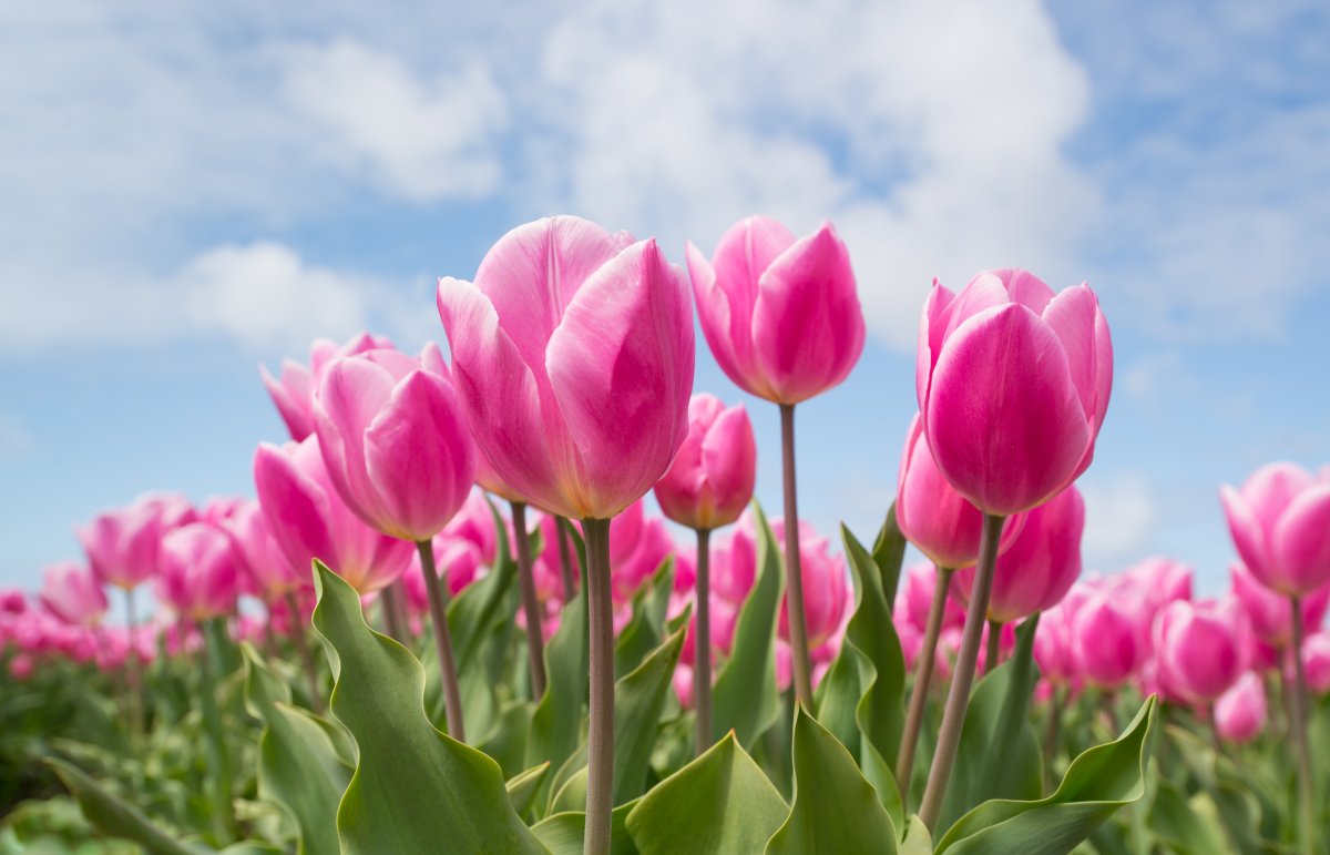 郁金香花朵图片(郁金香图片大全大图 精美图片)